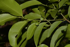 Celtis paniculata
