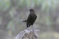 Myrmecocichla aethiops