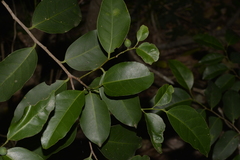 Celtis paniculata