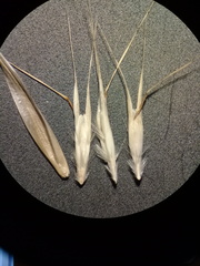 Rytidosperma racemosum