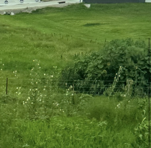cutleaf teasel