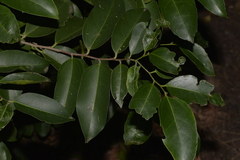 Celtis paniculata