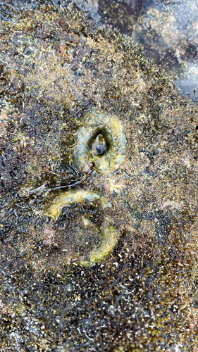 Thylacodes variabilis observed 2026-07-28