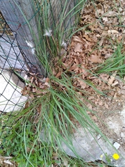 Brachypodium phoenicoides