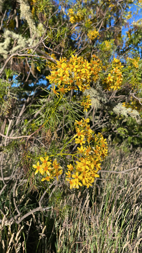 Bidens menziesii observed 2026-07-29