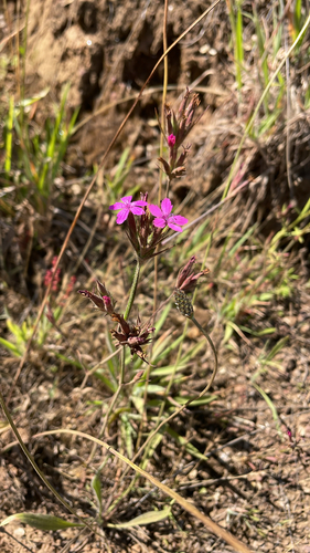 Dianthus armeria observed 2026-07-29