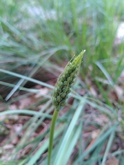 Ornithogalum narbonense