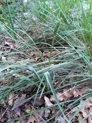 Ornithogalum narbonense