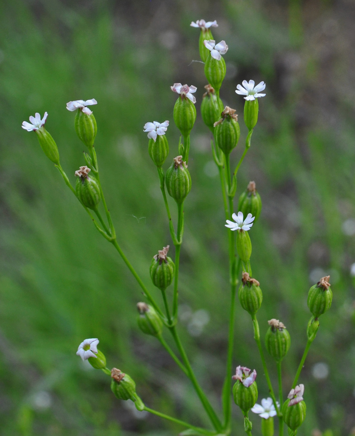Silene antirrhina