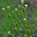 Sleepy Catchfly - Photo (c) Aaron Carlson, some rights reserved (CC BY), uploaded by Aaron Carlson