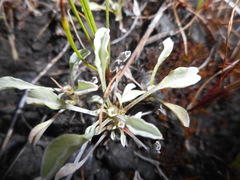 Hesperevax sparsiflora