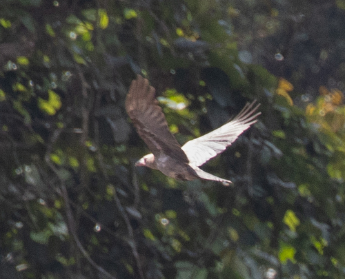 Corvus tristis observed 2026-06-19