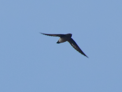 Papuan Spinetail (Mearnsia novaeguineae), photo 1