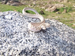Arizona elegans eburnata