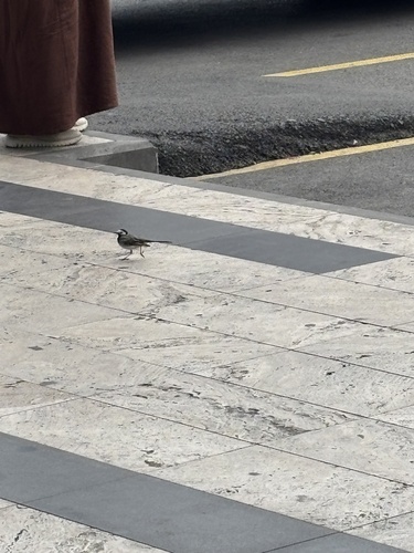 White Wagtail