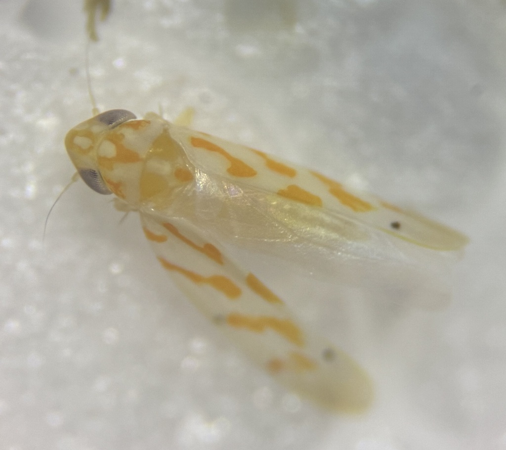 Eratoneura bispinosa