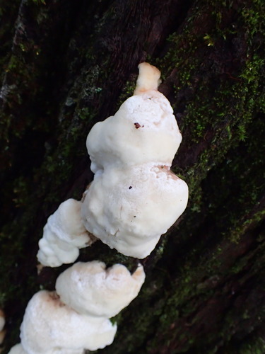 White Cheese Polypore (Tyromyces chioneus)