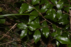 Scolopia braunii