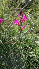 Gladiolus illyricus