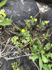 Trifolium dubium