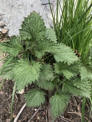 Urtica dioica