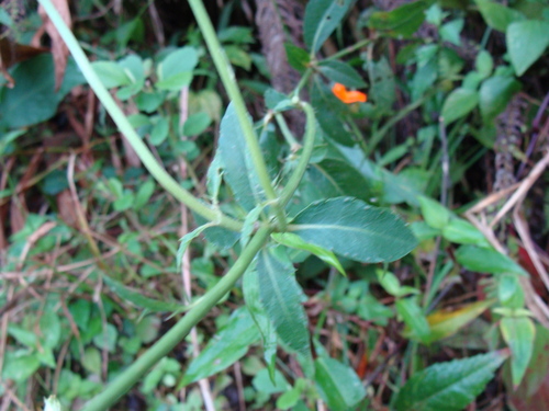 Adenophyllum aurantium, photograph 4