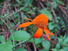 Adenophyllum aurantium, photograph (c) Alexis López Hernández, some rights reserved (CC BY)