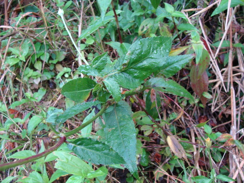 Adenophyllum aurantium, photograph 3