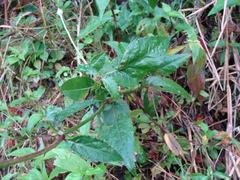 Adenophyllum aurantium, photograph (c) Alexis López Hernández, some rights reserved (CC BY)