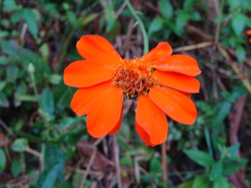 Adenophyllum aurantium, photograph 1