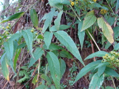 Alloispermum integrifolium, photograph (c) Alexis López Hernández, some rights reserved (CC BY)