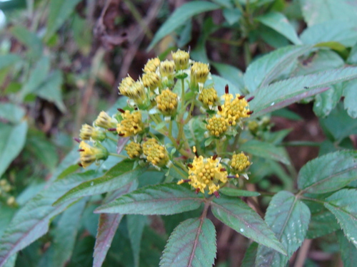 Alloispermum integrifolium