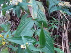 Alloispermum integrifolium, photograph (c) Alexis López Hernández, some rights reserved (CC BY)