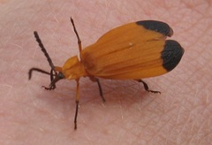 Lycus arizonensis