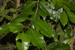 Olea paniculata