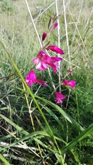 Gladiolus illyricus