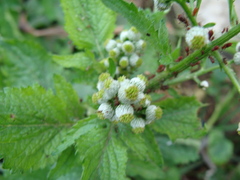 Dichrocephala integrifolia, photograph (c) Alexis López Hernández, some rights reserved (CC BY)