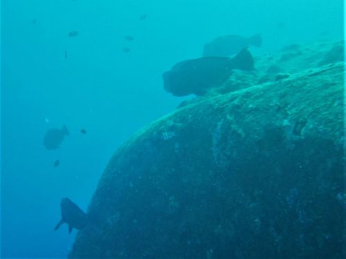 Bumphead Parrotfish