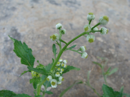 Dichrocephala integrifolia, photograph 3