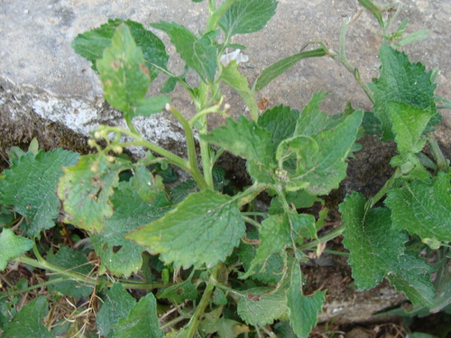 Dichrocephala integrifolia, photograph 4