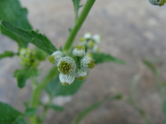 (c) Alexis López Hernández, some rights reserved (CC BY) Dichrocephala integrifolia, photograph (c) Alexis López Hernández, some rights reserved (CC BY)