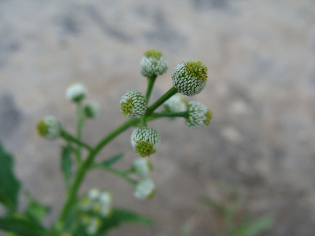 Dichrocephala integrifolia; photograph (c) Alexis López Hernández, some rights reserved (CC BY)