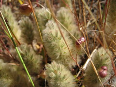 Ptilotus spathulatus