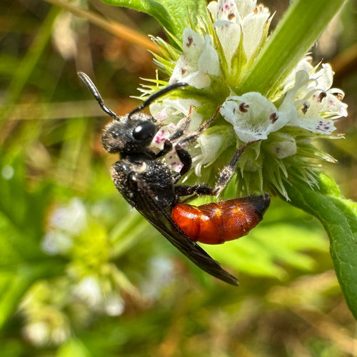 Foto von Riesen-Blutbiene