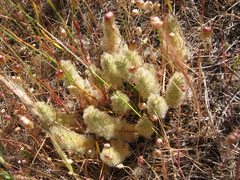 Ptilotus spathulatus