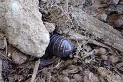Armadillidium vulgare