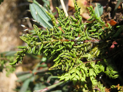 Rock Fern