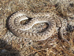 Arizona elegans eburnata