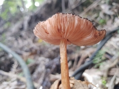 Pluteus perroseus
