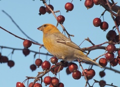 Pinicola enucleator